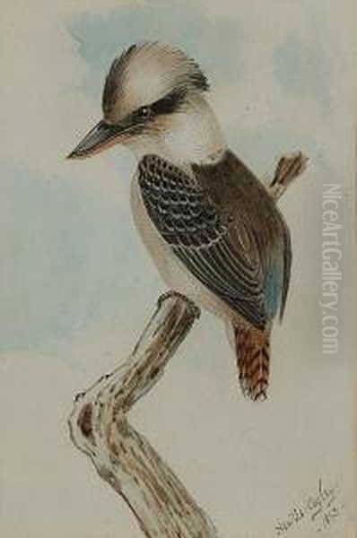 A Kookaburra; A Laughing Jackass, A Pair Oil Painting by Neville Henry Peniston Cayley