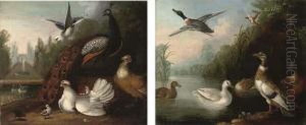 A Peacock, A Dove And Chickens 
In A Landscape, A Fountain Beyond;and A River Landscape With Ducks Oil Painting by Marmaduke Cradock