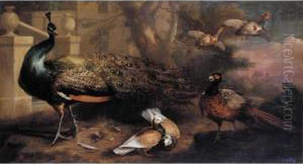 An Assembly Of Fowl, Including A Peacock, Pigeons, Pheasant And
 Partridges Oil Painting by Marmaduke Cradock