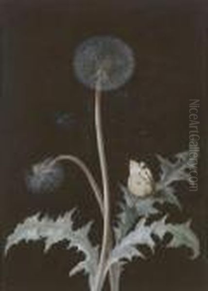 Abgebluhter Lowenzahn Mit
 Apollofalter Und Blauflugeliger Libelle. Oil Painting by Barbara Regina Dietzsch