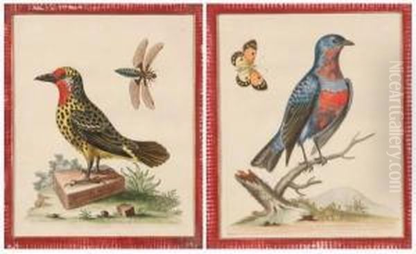 Two Ornithological Prints. 
Purple Crested Blue Manakin