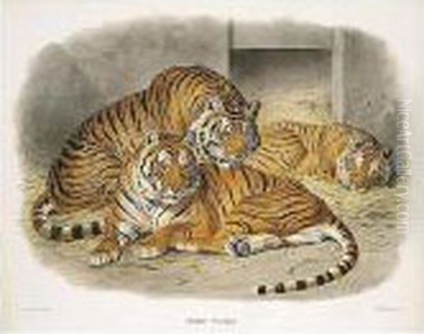 A Monograph Of The Felidae Or 
Family Of The Cats. New York: Published For The Subscribers By The 
Author, [1878]-1883 Oil Painting by Daniel Giraud Elliot
