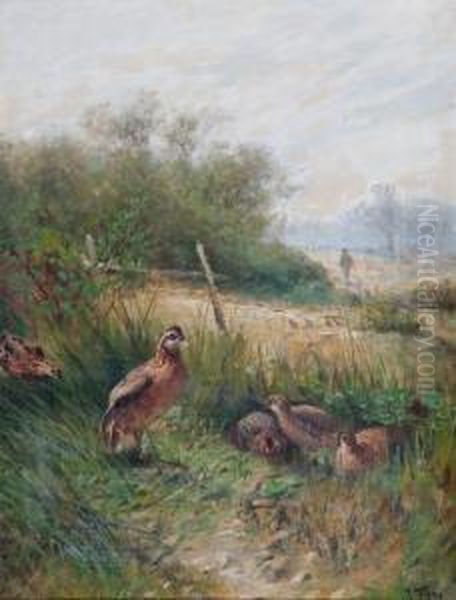 Rebhuhnfamilie Im Gras Oil Painting by John Fery