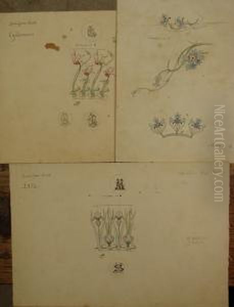Lot De 23 Etudes De Fleurs Et D'insectes Oil Painting by Alexis Fournier
