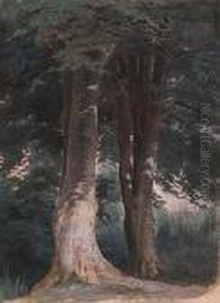 Beech Trees Oil Painting by Robert Gavin