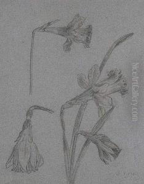 Narcisos Oil Painting by Sebastian Gessa Y Arias