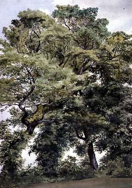 Study of Trees Oil Painting by Thomas Collier