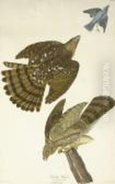 Stanley Hawk (plate Xxxvl)
Falco Stanleii Oil Painting by Robert I Havell