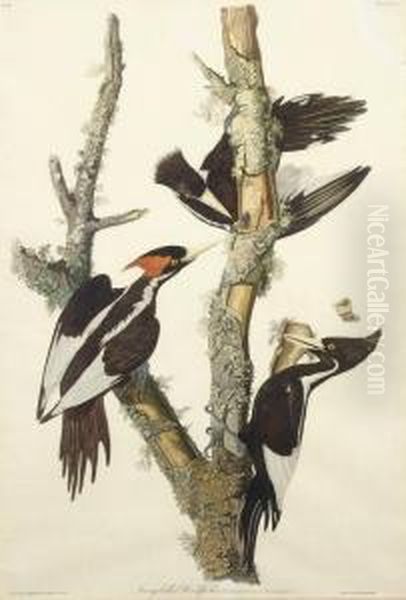 Ivory-billed Woodpecker (plate Lxvi)
Picus Principalis Oil Painting by Robert I Havell