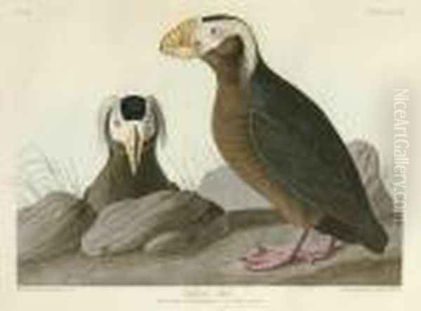 Tufted Auk (plate Ccxlix)
Mormon Cirrhatus Oil Painting by Robert I Havell
