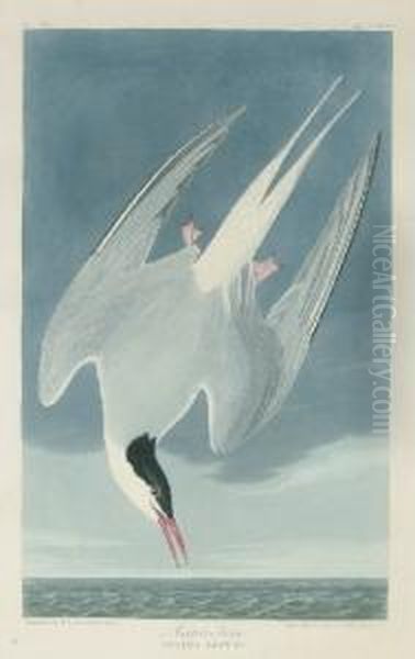 Arctic Tern (plate Ccl)
Sterna Arctica Oil Painting by Robert I Havell