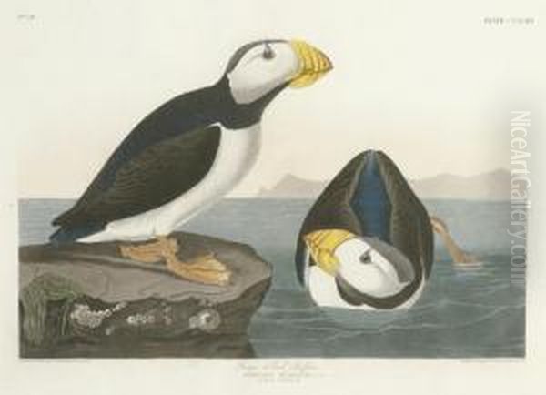 Large-billed Puffin (plate Ccxciii)
Mormon Glacialis Oil Painting by Robert I Havell