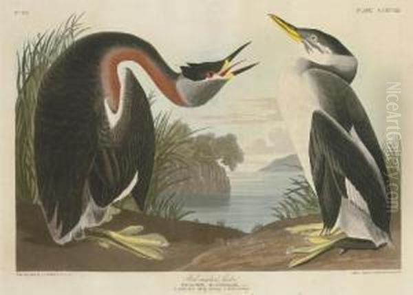 Red-necked Grebe (plate Ccxcviii)
Podiceps Rubricollis Oil Painting by Robert I Havell