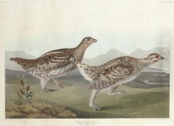 Sharp-tailed Grous (plate Ccclxxxii)
Tetrao Phasianellus Oil Painting by Robert I Havell
