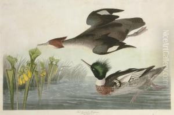 Red-breasted Merganser (plate Ccccl)
Mergus Serrator Oil Painting by Robert I Havell