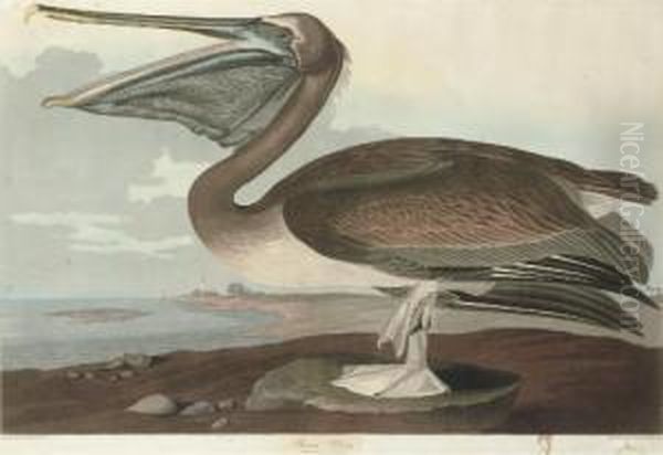 Brown Pelican (plate Ccccxxi)
Pelicanus Puscus Oil Painting by Robert I Havell