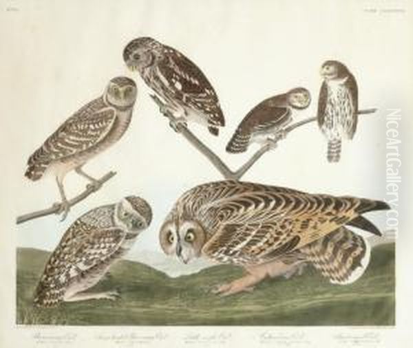 Strix Cunicularia; Strix California; Strix Noctua; Strix Passerinoldes Oil Painting by Robert I Havell