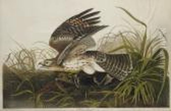 Winter Hawk (plate 71)
Circus Hyemalis Oil Painting by Robert I Havell