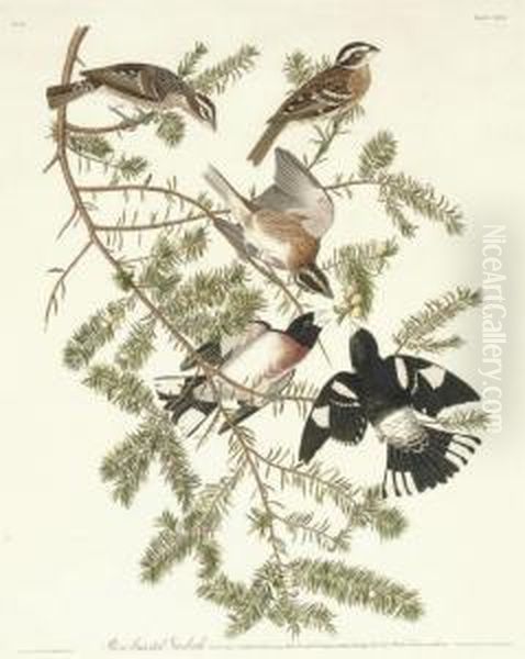 Rose-breasted Grosbeak (plate Cxxvii)
Fringilla Ludoviciana Oil Painting by Robert I Havell