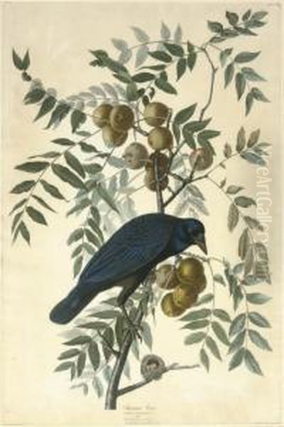 American Crow (plate Clvi)
Corvus Americanus Oil Painting by Robert I Havell