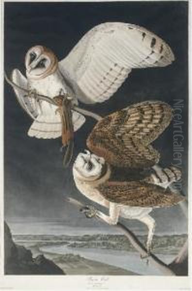 Barn Owl (plate Clxxi)
Strix Flammea Oil Painting by Robert I Havell