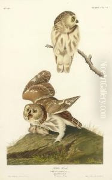 Little Owl (plate Cxcix)
Strix Acadica Oil Painting by Robert I Havell