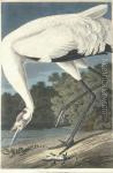 Hooping Crane (plate Ccxxvi)
Grus Americana Oil Painting by Robert I Havell