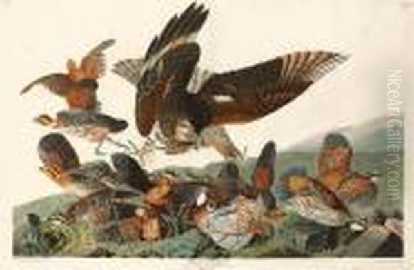 Virginian Partridge Oil Painting by Robert Havell, Jr.