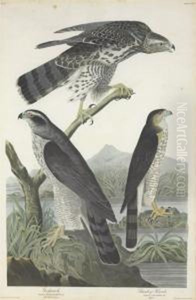 Falco Palumbarius. Falco Stanleii Oil Painting by Robert Havell, Jr.