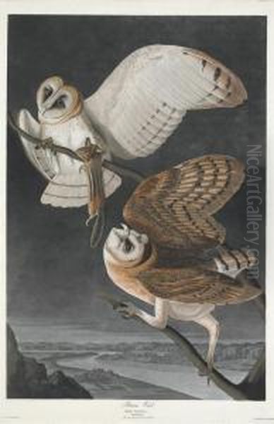 Strix Flammea Oil Painting by Robert Havell, Jr.