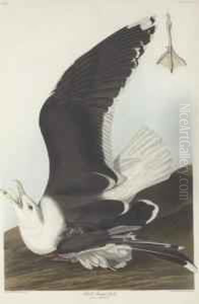 Larus Marinus Oil Painting by Robert Havell, Jr.