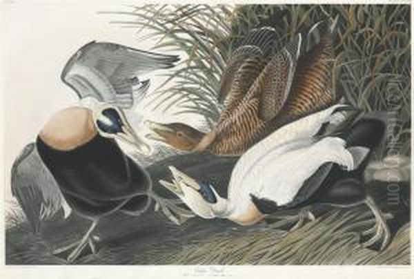 Eider Duck Oil Painting by Robert Havell, Jr.