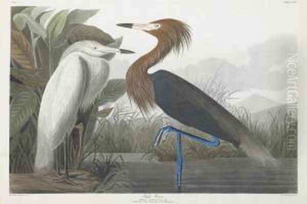 Ardea Rufescens Oil Painting by Robert Havell, Jr.