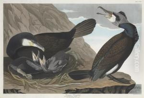 Phalacrocorax Carbo Oil Painting by Robert Havell, Jr.