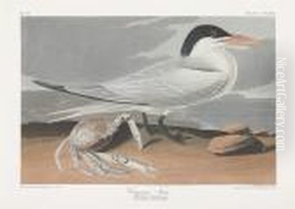 Sterna Cayana Oil Painting by Robert Havell, Jr.