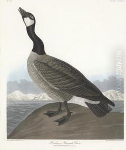 Anser Hutchinsii Oil Painting by Robert Havell, Jr.