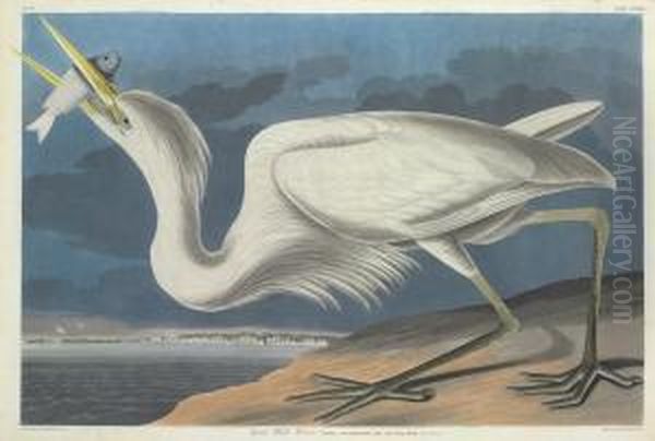 Ardea Occidentalis Oil Painting by Robert Havell, Jr.