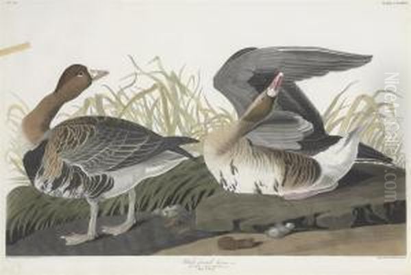 Anser Albifrons Oil Painting by Robert Havell, Jr.