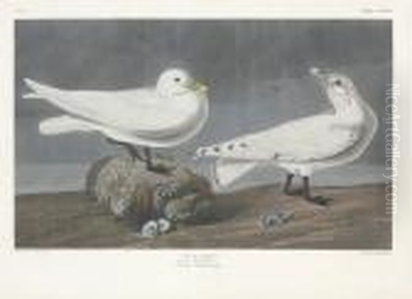 Larus Eburneus Oil Painting by Robert Havell, Jr.
