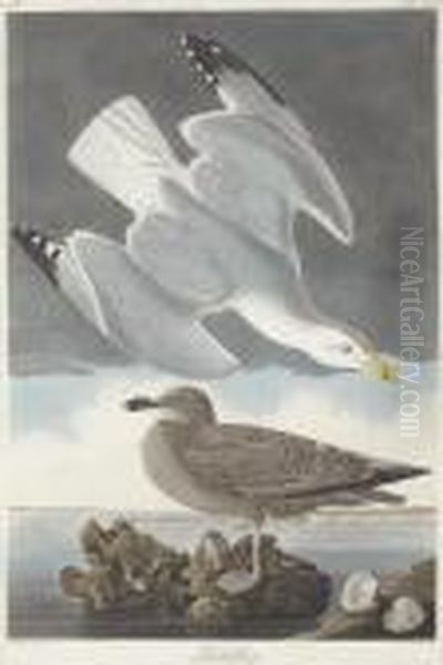 Larus Argentatus Oil Painting by Robert Havell, Jr.