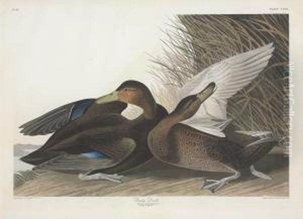 Anas Obscura Oil Painting by Robert Havell, Jr.