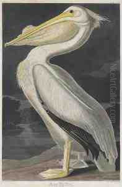 Pelicanus Americanus Oil Painting by Robert Havell, Jr.
