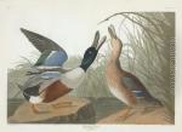 Anas Clypeata Oil Painting by Robert Havell, Jr.