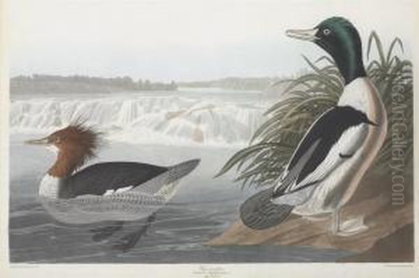 Mergus Merganser Oil Painting by Robert Havell, Jr.
