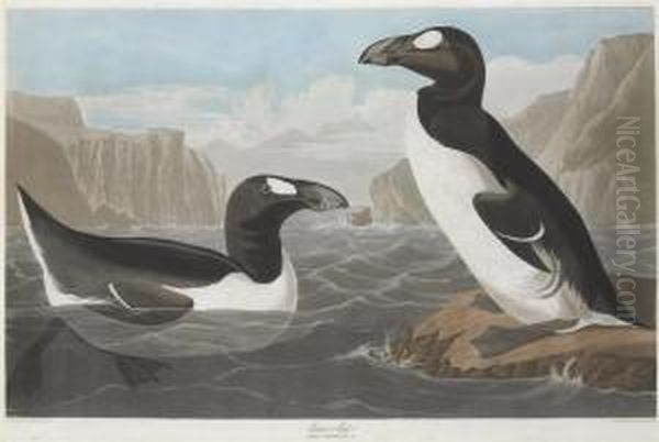 Alca Impennis Oil Painting by Robert Havell, Jr.