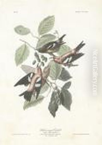 Loxia Leucoptera Oil Painting by Robert Havell, Jr.