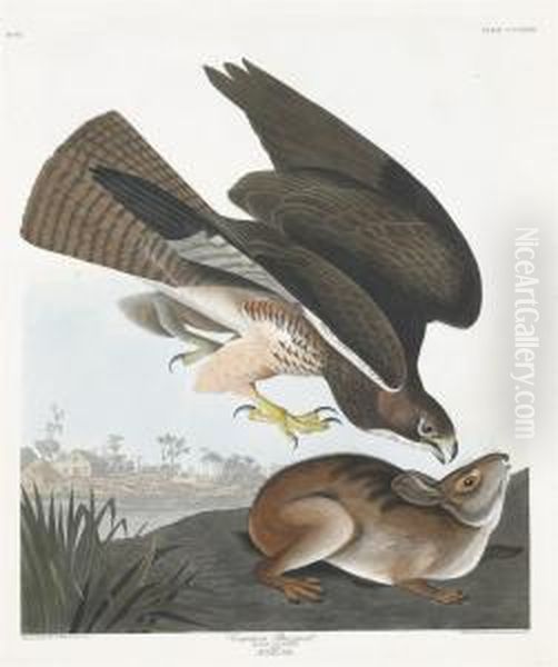 Buteo Vulgaris Oil Painting by Robert Havell, Jr.