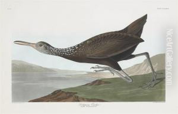 Aramus Scolopaceus Oil Painting by Robert Havell, Jr.