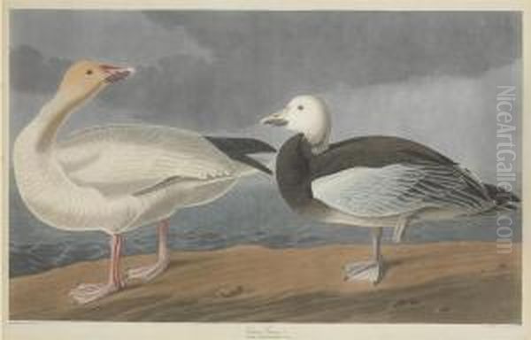 Anser Hyperboreus Oil Painting by Robert Havell, Jr.