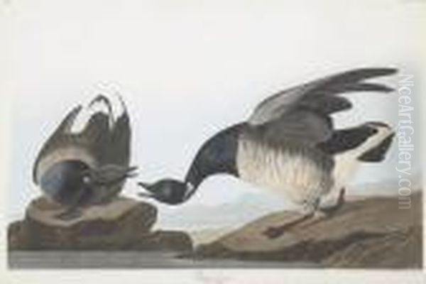 Anser Bernicla Oil Painting by Robert Havell, Jr.